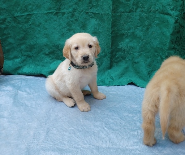 Medium Photo #15 Golden Retriever Puppy For Sale in EARLY BRANCH, SC, USA