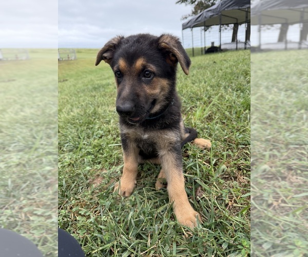 Medium Photo #3 German Shepherd Dog Puppy For Sale in FAYETTE, MO, USA