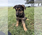 Small #2 German Shepherd Dog