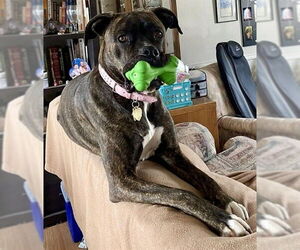 Boxer-Unknown Mix Dogs for adoption in Ogden, UT, USA