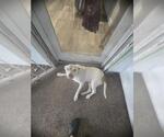 Small American Staffordshire Terrier Mix