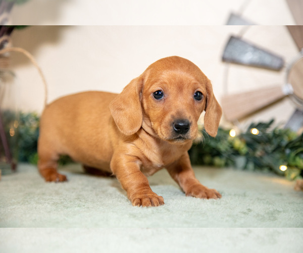 Medium Photo #2 Dachshund Puppy For Sale in NAPPANEE, IN, USA