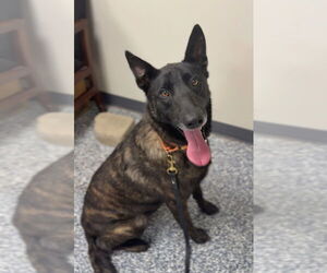 - Mix Dogs for adoption in Bemidji, MN, USA