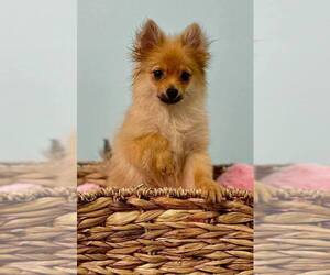 Pomeranian Puppy for sale in CINCINNATI, OH, USA