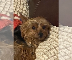 Father of the Yorkshire Terrier puppies born on 03/20/2026