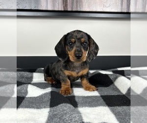 Dachshund Puppy for sale in FRANKLIN, IN, USA