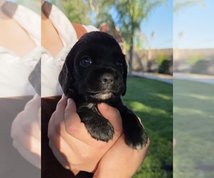 Cocker Spaniel-English Springer Spaniel Mix Puppy for Sale in BAYLISS, California USA