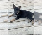 Small Photo #22 German Shepherd Dog Puppy For Sale in COLUMBIA, MO, USA
