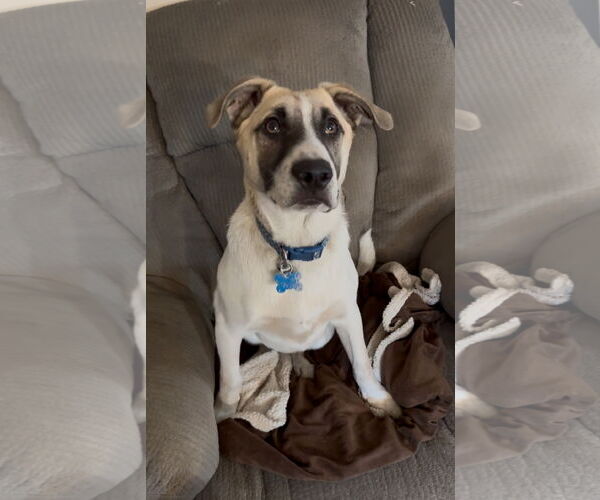 Medium Photo #7 Mutt Puppy For Sale in Minneapolis, MN, USA