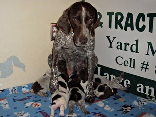 Father of the German Shorthaired Pointer puppies born on 09/08/2018