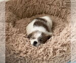 Small Mutt