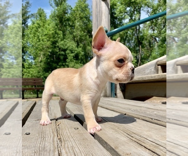 Medium Photo #27 French Bulldog Puppy For Sale in EUGENE, OR, USA