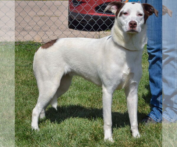 Medium Photo #2 Border Collie-Great Pyrenees Mix Puppy For Sale in Huntley, IL, USA