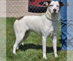 Small #1 Border Collie-Great Pyrenees Mix