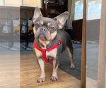 Small #5 French Bulldog