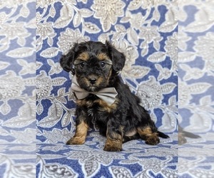 YorkiePoo-Yorkshire Terrier Mix Puppy for sale in CHRISTIANA, PA, USA