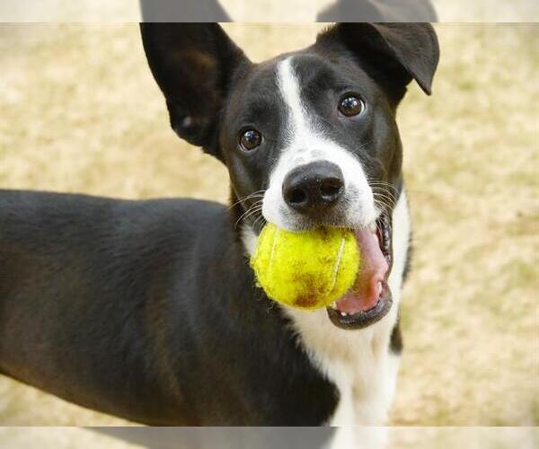 Medium Photo #2 Border Collie Puppy For Sale in Tallahassee, FL, USA