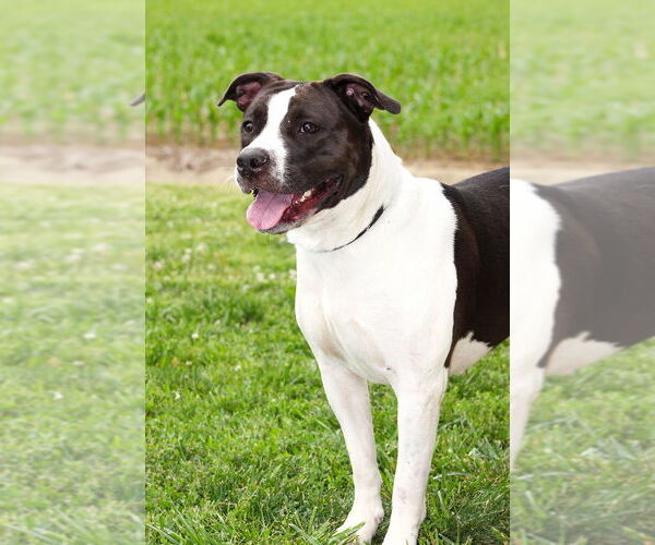 Medium Photo #2 American Pit Bull Terrier Puppy For Sale in Evansville, IN, USA