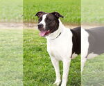Small #1 American Pit Bull Terrier