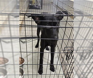 Labrador Retriever-Unknown Mix Dogs for adoption in Texas City, TX, USA