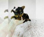 Small #37 Yorkshire Terrier