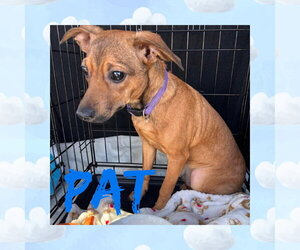 Chihuahua-Unknown Mix Dogs for adoption in Uwchlan, PA, USA