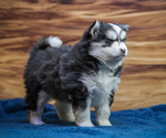 Small Photo #2 Pomsky Puppy For Sale in TAMPICO, IL, USA