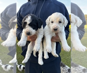 Labradoodle Litter for sale in AYNOR, SC, USA