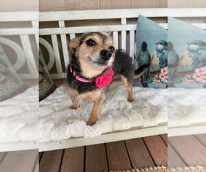 Mutt Dogs for adoption in Oak Bluffs, MA, USA