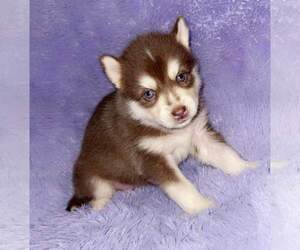 Siberian Husky Puppy for sale in SANDY HOOK, KY, USA