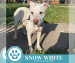 Small #2 American Pit Bull Terrier Mix