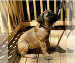 Small Photo #2 Boerboel Puppy For Sale in GREENEVILLE, TN, USA