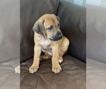 Small Photo #84 Rhodesian Ridgeback Puppy For Sale in KELLER, TX, USA