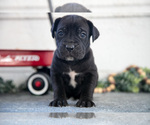 Small #1 Cane Corso