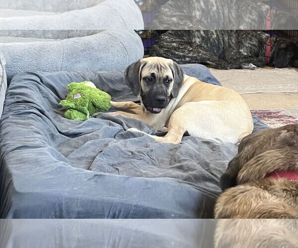 Medium Photo #5 Mastiff Puppy For Sale in Goodyear, AZ, USA