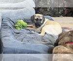 Small #4 Mastiff