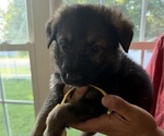 Puppy Yellow German Shepherd Dog