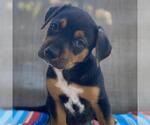Small #4 Labrador Retriever Mix