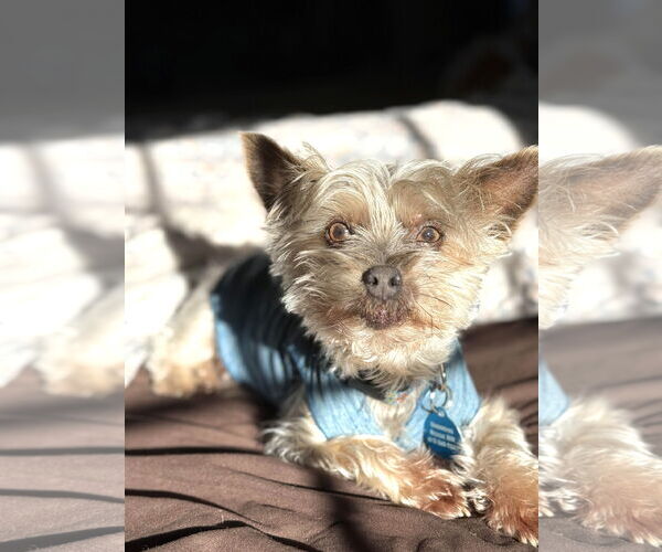 Medium Photo #10 Mutt Puppy For Sale in St. Louis Park, MN, USA