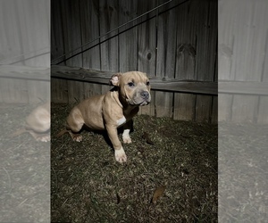 American Bully Puppy for sale in MACON, GA, USA