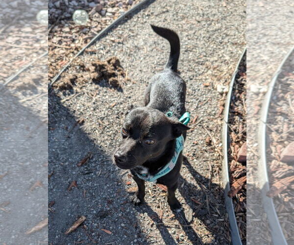 Medium Photo #3 Chihuahua-Unknown Mix Puppy For Sale in Aurora, CO, USA