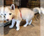 Small #2 Siberian Husky