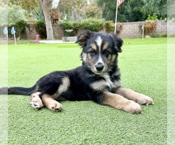 Medium Photo #3 German Shepherd Dog-Unknown Mix Puppy For Sale in Dana Point, CA, USA