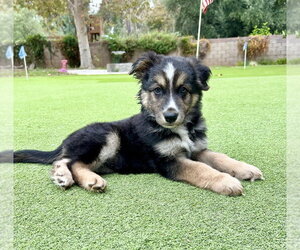 Murphy - Male German Shepherd Dog-Unknown Mix Dog for Adoption - Photo #3
