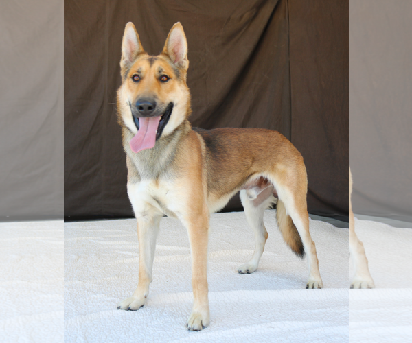 Medium Photo #1 German Shepherd Dog Puppy For Sale in Pasadena, CA, USA