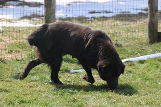 Mother of the Newfoundland puppies born on 01/29/2017