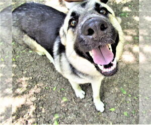Sheba - Female German Shepherd Dog-Unknown Mix Dog for Adoption - Photo #4