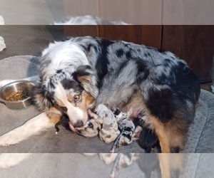 Mother of the Australian Shepherd puppies born on 07/27/2023