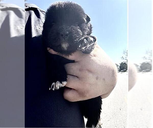 Medium Photo #1 Labrador Retriever-Unknown Mix Puppy For Sale in Houston, TX, USA
