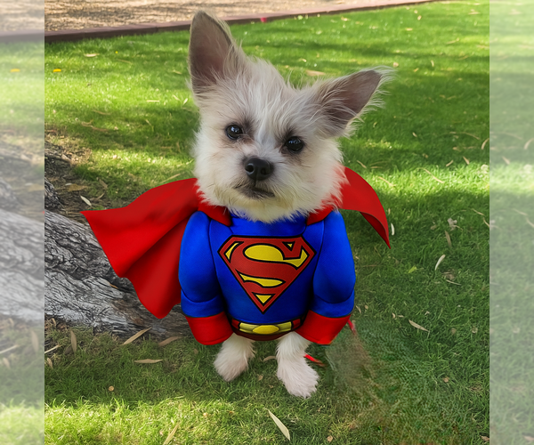 Medium Photo #2 Shih Tzu-Unknown Mix Puppy For Sale in Phoenix, AZ, USA